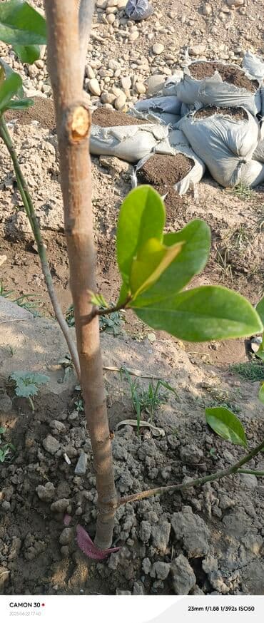 продам рассаду помидор: Саженцы деревьев: Магнолии — 14