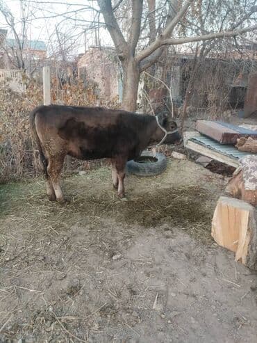 продажа бараны: Продаю | Тёлка | На откорм | Привязанные — 3