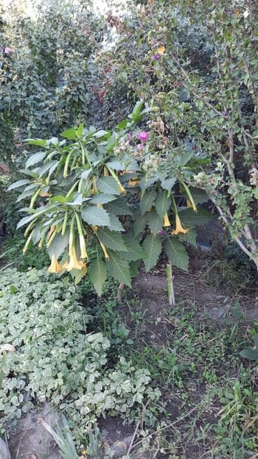 сколько стоят гипсофилы: Продаю два трёхлетних дерева бругмансии,цена за одно растение — 2