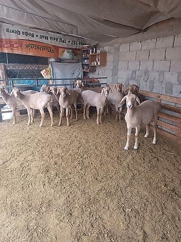 романовская: Продаю | Ягненок | Романовская | Для разведения — 7