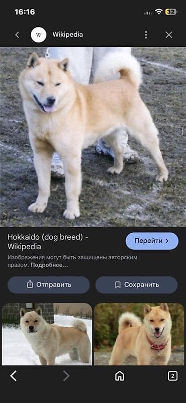 акита инк: 2 месяца, Самка — 1