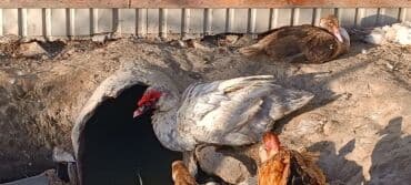 показы 1 354 72 договорная кошка даром британская короткошёрстная 1 год мальчик метис 2 позвонить написать: Продаю уток подростков очень дёшево от тяжёлой линии!Утки разных — 2