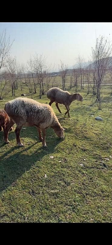 Рыбы: Продаю | Овца (самка), Ягненок, Баран (самец) | Арашан | Для разведения | Племенные, Матка, Ярка — 2