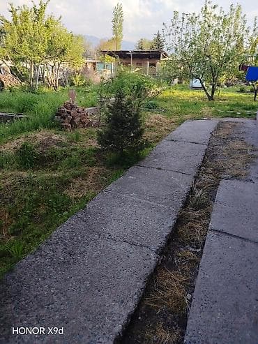 gen kg: Туи и ель для ландшафтного озеленения, цена договорная - Породы: туя — 1