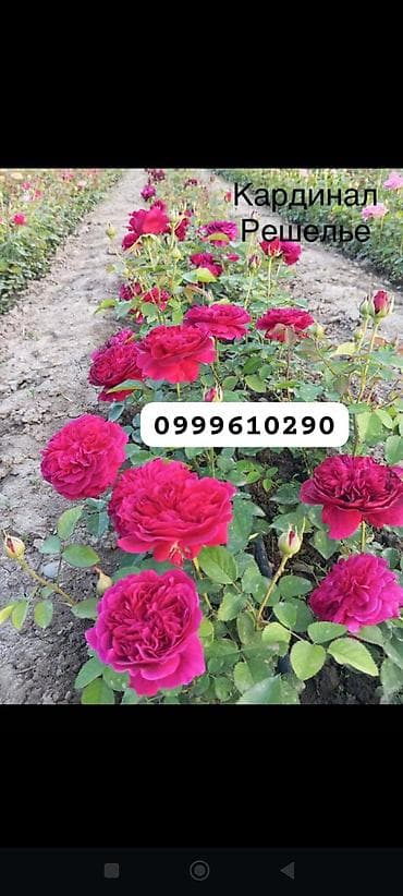 техника для сада: Саженцы цветка: Розы, Платная доставка — 7