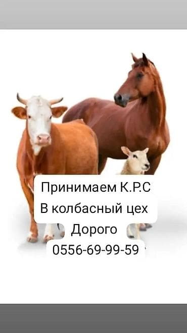 Куплю с/х животных