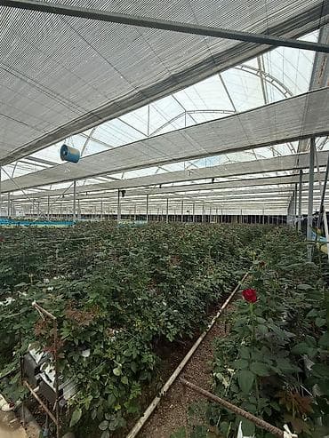 ягоды: Строим теплицы под ключ! 5 поколение теплиц. Под выращивание клубники — 7