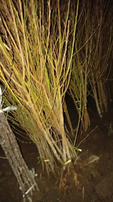 латок для яиц: Саженцы — 1