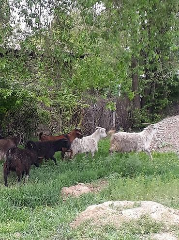 ареометр для молока: Продаю | Коза (самка) | Нубийская | На забой, Для разведения, Для молока — 1