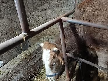 Аквариумдар: Сатам | Уй (ургаачы) | Симментал — 5