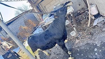 кукуруза сорт маями: Продаю | Бык (самец) | Ангус | На откорм, На забой, Для разведения | Племенные — 3