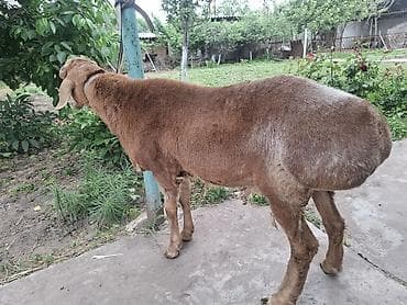 бык кара балта: Продаю | Баран (самец) — 3