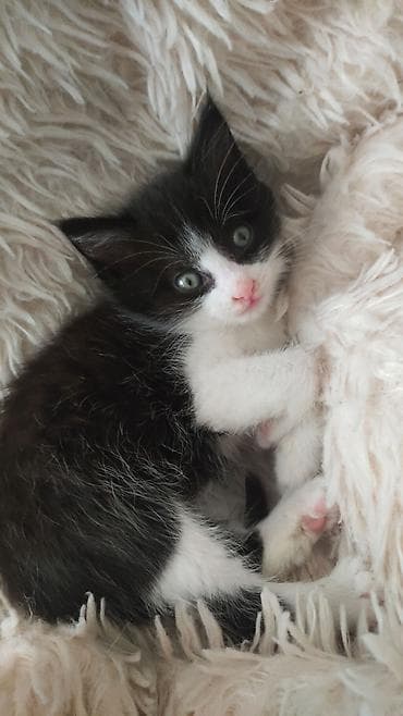 ласки: Черно-белый котёнок с розовым носиком и белыми лапками. Короткая — 2