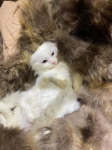 Услуги ветеринара: Скотиш Фолд (Шотландская вислоухая), 2 месяца, Девочка, Белый, Проглистована — 3