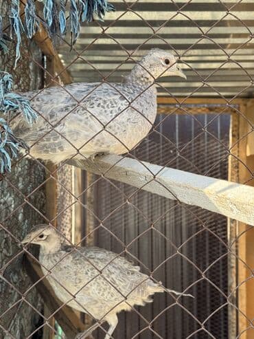 седоголовый щегол: Продам фазанов — 4