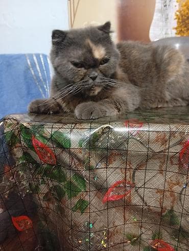 кошка ориентал: Продаю котят шотландские чистокровные проглистованные активные шустрые — 9