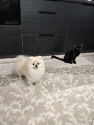 купить собаку шпица недорого: Шпиц, 1 год, Самец, С прививкой, С родословной — 5