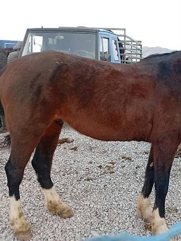 пони жылкы: Сатам | Бээ (ургаачы) | Жумушка — 1