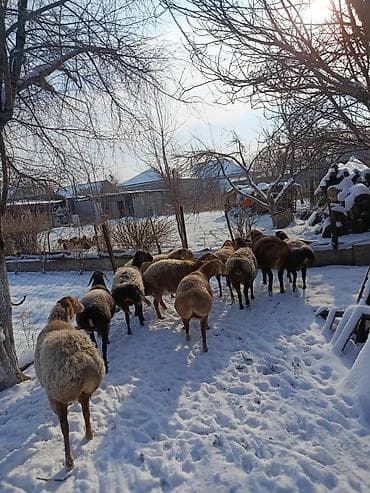 каракол ит базар: Сатам | Ургаачы кой (ургаачы) | Көбөйтүү үчүн | Ургаачы — 9