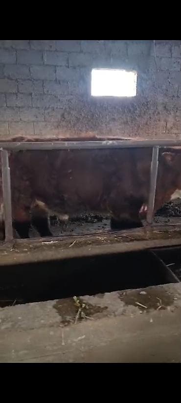 уй животных: Продаю | Бык (самец) | Алатауская | На откорм | Привязанные — 8