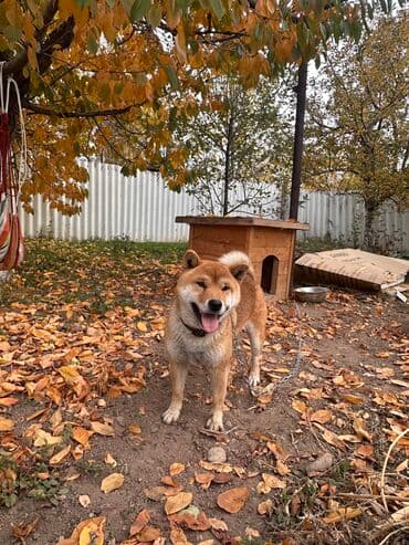 дом для собаки: Сиба-ину, 1 жаш, Эркек, Эмделген — 3