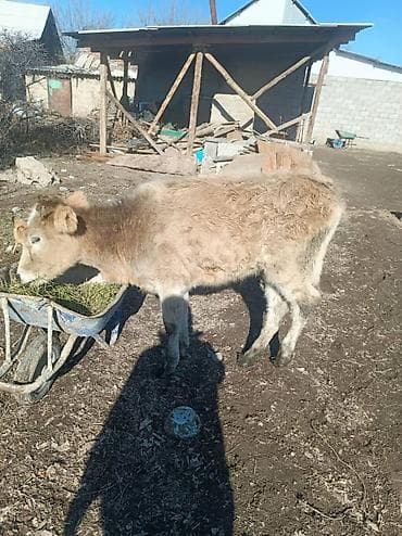 Продаю | Музоо, торпок | На откорм