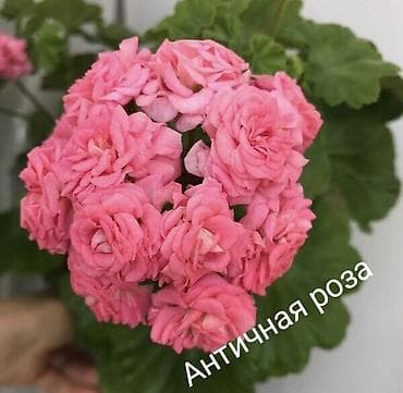 цветы канны: Пеларгония зональная махровая «Анна Каренина» (королевская розебудная — 10