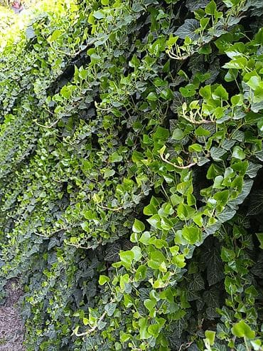 мир растений: Плющ. Декоротивная растения для сада, помещения — 6