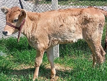 жаныбарлар: Сатам | Кунаажын | Джерси | Бордоп семиртүү үчүн | Байланган — 1