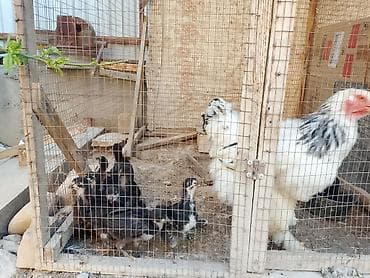жожо брама: Продаю | Куры, Цыплята | Брама | Для разведения — 4