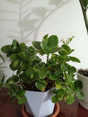 цветок денежное дерево: Комнатное растение Каланхоэ (Kalanchoe blossfeldiana) в горшке. - — 2