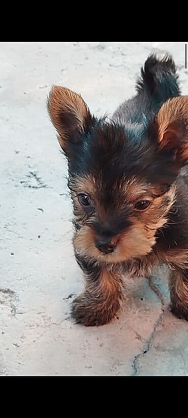 объявления о найденных собаках: Щенки йоркширского терьера рождены 07.10.25 2 мальчика - — 2