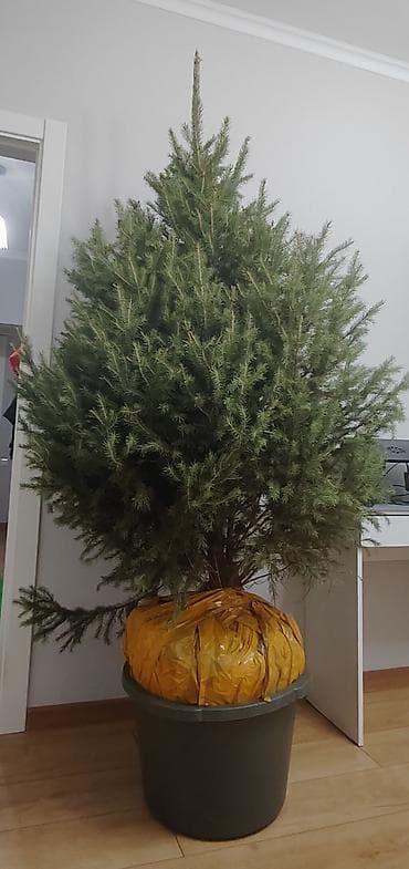 Гирлянды: Живая ель в коме с корнями, для дома/участка. В питомнике от 8000 сом — 5