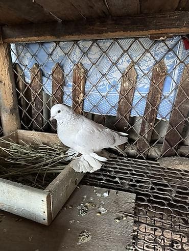 клетка бодоно: Породистый голубь декоративного направления. - Окрас: светло-серый — 6