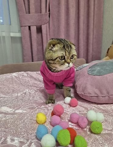 рыжая кошка: Скотиш Фолд (Шотландская вислоухая), 6 месяцев, Девочка, Черепаховый, Кастрирована, Приучена к лотку, Проглистована — 3