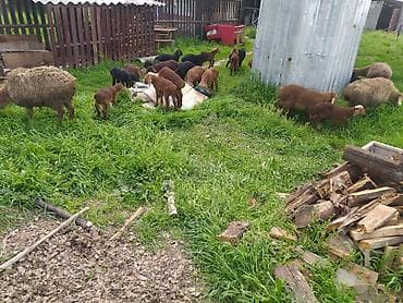 ит атаар: А/ч жаныбарларын сатып алам — 4