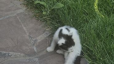 манчкин котенок: Котёнок, бело‑чёрный, короткошёрстный. На белой шерсти выраженные — 2