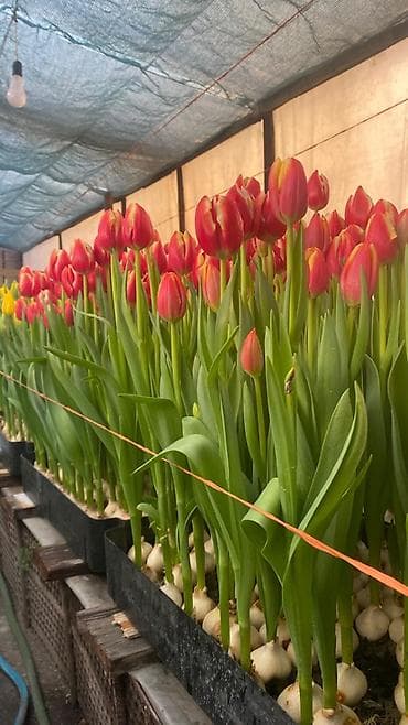 луковицы тюльпаны: Гидропонные лотки для выращивания луковичных растений (тюльпан и т.д.) — 3