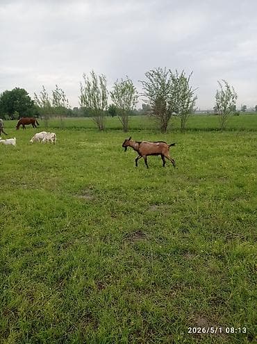 Азык-түлүктөр: Фазаны (кольчатые/охотничьи) — семейная группа. - Вид: кольчатый — 4