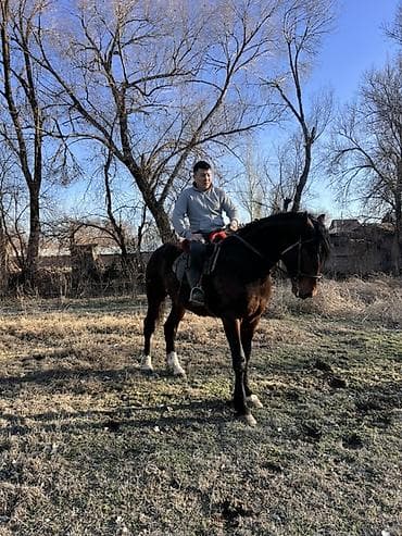 короз сатам: Сатам | Байтал | Көбөйтүү үчүн — 8