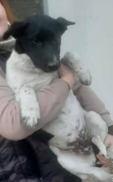 шпиц померанский цена: Пристраивается очень умный щенок, 5 месяцев, кобель, ласковый к людям — 4