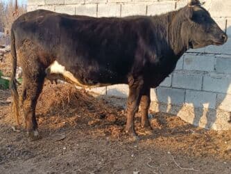 сколько длится беременность коровы: Продаю | Корова (самка) | Для разведения, Для молока | Племенные, Стельные, Искусственник — 1