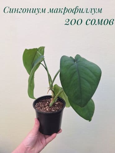 газон готовый: ● Комнатные растения (укоренённые черенки, молодые растения, взрослые — 20