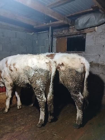 купить амура: Продаю | Бык (самец) | Полукровка | На откорм | Привязанные — 6