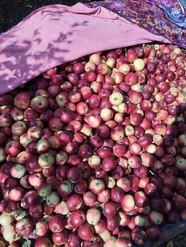 Яблоки Оптом at lalafo.kg Яблоки Оптом