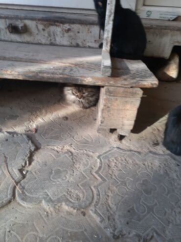 Кемирүүчүлөр: Котёнок чёрного окраса с мягкой полудлинной шерстью. Яркие янтарные — 5