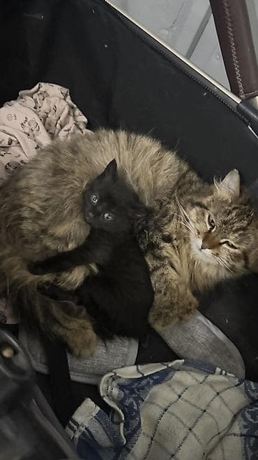 отдам бесплатно котенка: Котёнок ищет дом!!! заберите пожалуйста бесплатно!! — 2