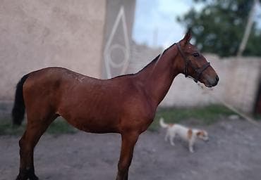 корм куры: Продаю | Конь (самец), Жеребец, Жеребенок — 3
