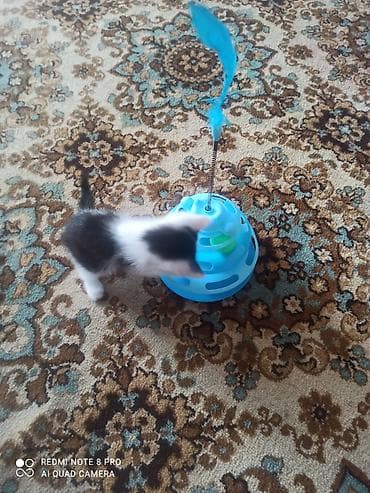 куда отдать кошку бишкек: Кошка даром: Беспородная, 2 месяца, Мальчик, Приучена к лотку — 7