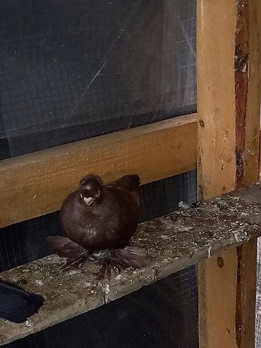 дикий голуб: Порода голубку ореховый двухчубую малоносою декоративный пухогрудый — 5